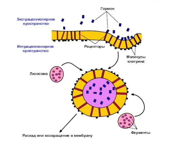 Ферменты Распад или возвращение в мембрану Лизосома Молекулы клатрина Рецепторы Гормон Экстрацеллюлярное пространство Интрацеллюлярное пространство