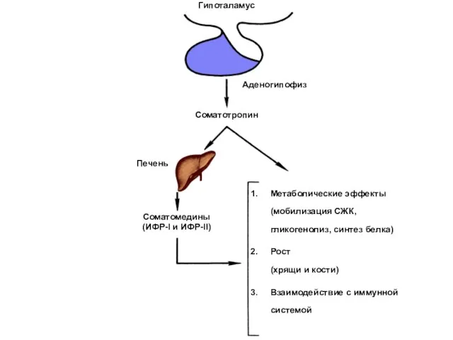 Гипоталамус Аденогипофиз Соматотропин Печень Соматомедины (ИФР-I и ИФР-II) Метаболические эффекты (мобилизация