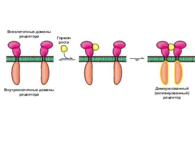 Внеклеточные домены рецептора Внутриклеточные домены рецептора Гормон роста Димеризованный (активированный) рецептор