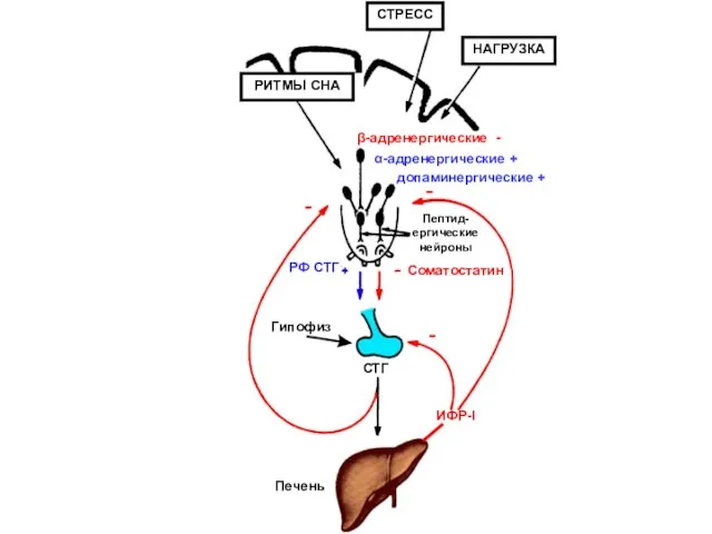Печень ИФР-I СТГ Гипофиз Соматостатин РФ СТГ Пептид-ергические нейроны РИТМЫ СНА