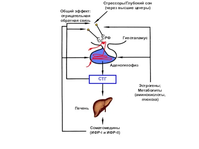 Соматомедины (ИФР-I и ИФР-II) Печень Гипоталамус СТГ СРФ СС Эстрогены; Метаболиты