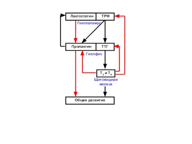 Т3 и Т4 Общее развитие Гипоталамус Гипофиз Щитовидная железа