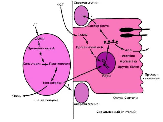 ЛГ цАМФ Протеинкиназа А Холестерин Прегненолон Тестостерон Кровь Клетка Лейдига Сперматогония
