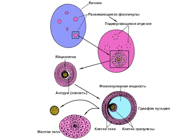 Яичник Развивающиеся фолликулы Подвергающиеся атрезии Яйцеклетка Антрум (полость) Фолликулярная жидкость Клетки