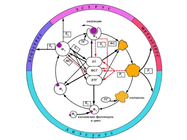 включение фолликула в цикл овуляция лютеолиз Ф0 Ф1 Ф2 Ф3 Ф4