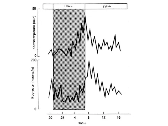 Ночь День Часы Кортикотропин (нг/л) Кортизол (нмоль/л)