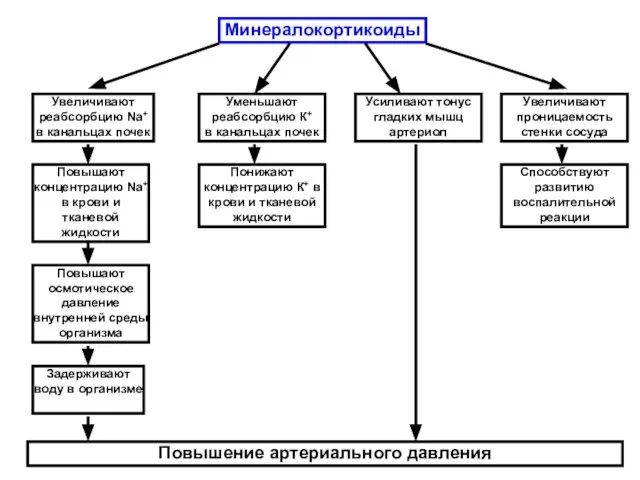 Минералокортикоиды