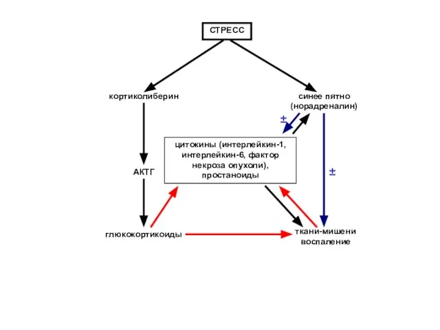 СТРЕСС кортиколиберин синее пятно (норадреналин) АКТГ глюкокортикоиды цитокины (интерлейкин-1, интерлейкин-6, фактор