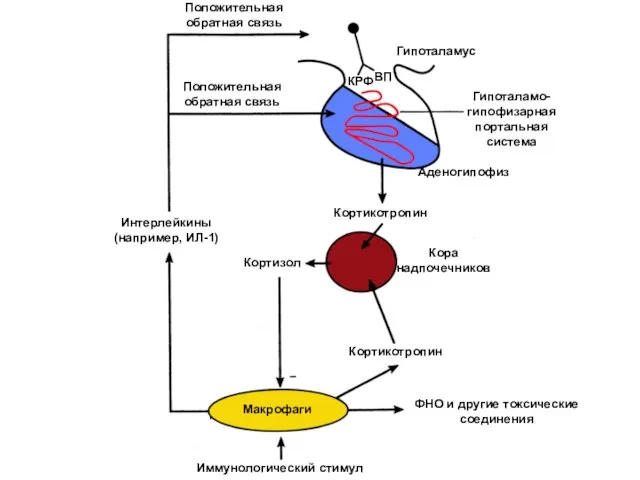 Иммунологический стимул Кора надпочечников Макрофаги Кортизол Интерлейкины (например, ИЛ-1) Кортикотропин Кортикотропин