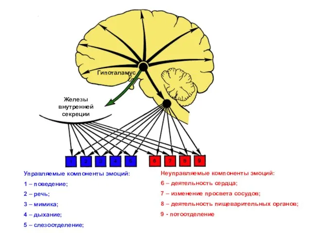 Железы внутренней секреции Гипоталамус Управляемые компоненты эмоций: 1 – поведение; 2