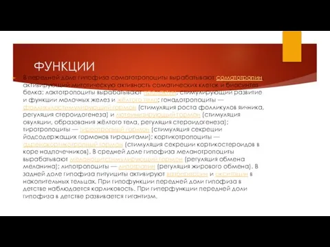 ФУНКЦИИ В передней доле гипофиза соматотропоциты вырабатывают соматотропин, активирующий митотическую активность