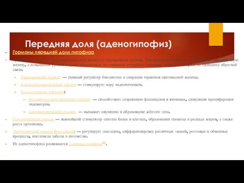 Передняя доля (аденогипофиз) Гормоны передней доли гипофиза: Тропные, так как их