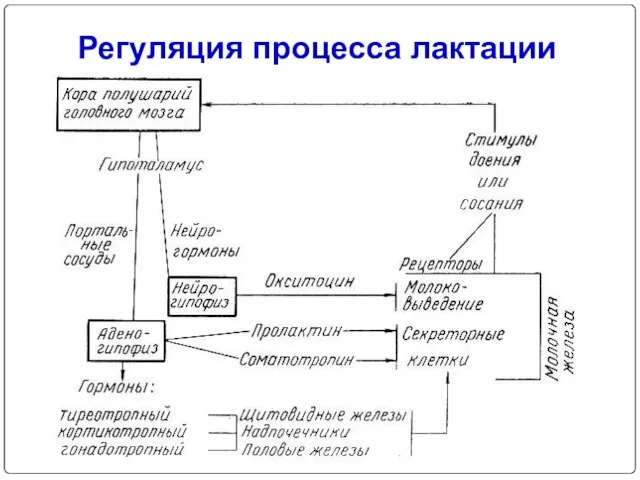 Регуляция процесса лактации