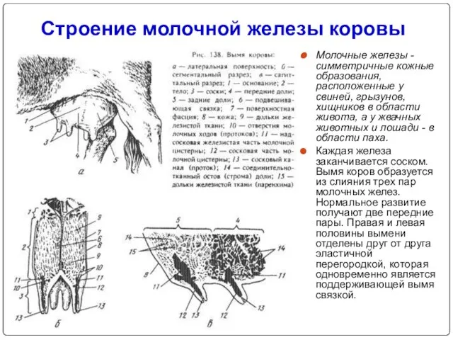 Строение молочной железы коровы Молочные железы - симметричные кожные образования, расположенные