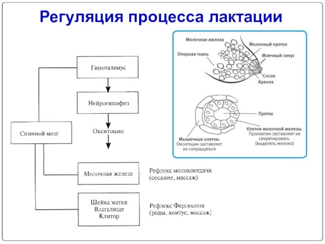 Регуляция процесса лактации