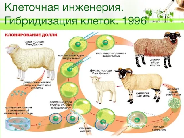 Клеточная инженерия. Гибридизация клеток. 1996