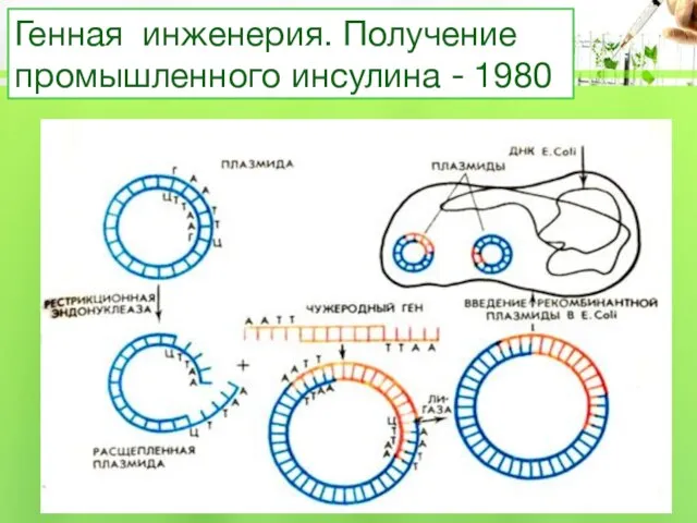 Генная инженерия. Получение промышленного инсулина - 1980