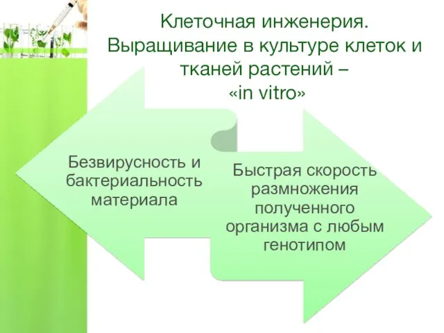 Клеточная инженерия. Выращивание в культуре клеток и тканей растений – «in vitro»