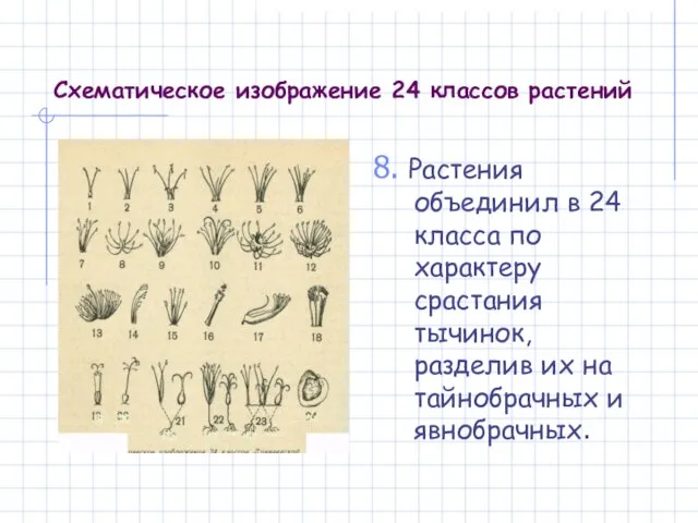 Схематическое изображение 24 классов растений 8. Растения объединил в 24 класса