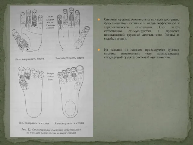 Системы су-джок соответствия пальцев доступны, функционально активны и очень эффективны в