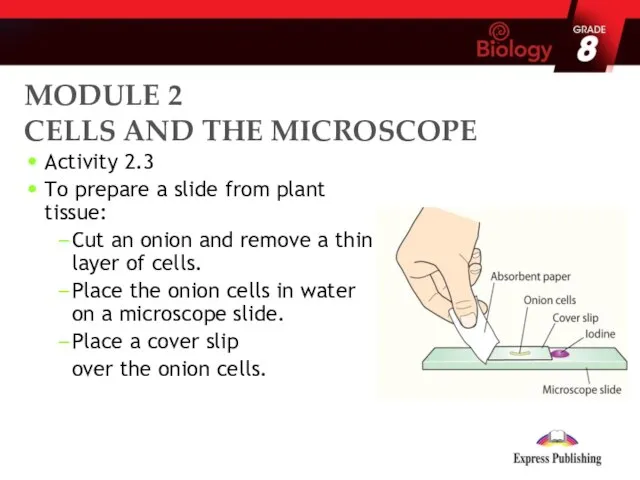 Activity 2.3 To prepare a slide from plant tissue: Cut an