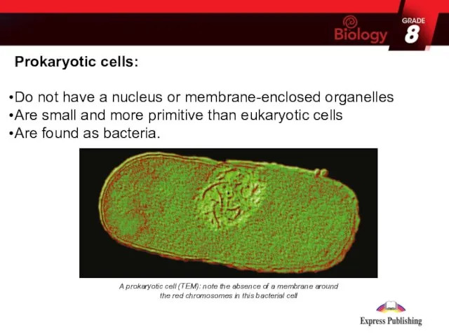 Prokaryotic cells: Do not have a nucleus or membrane-enclosed organelles Are