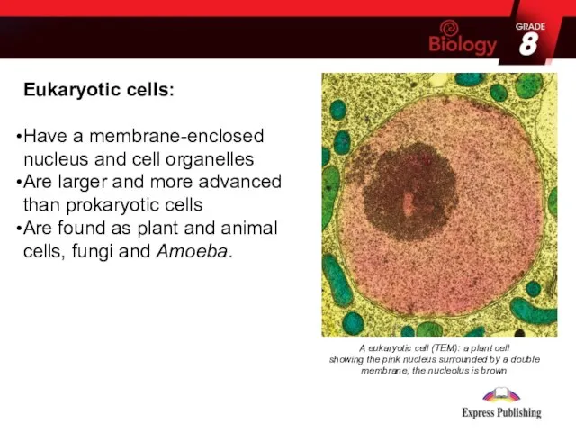 Eukaryotic cells: Have a membrane-enclosed nucleus and cell organelles Are larger