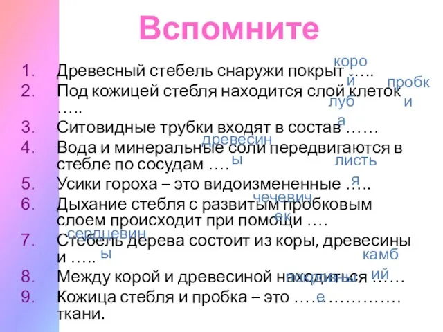 Вспомните Древесный стебель снаружи покрыт ….. Под кожицей стебля находится слой