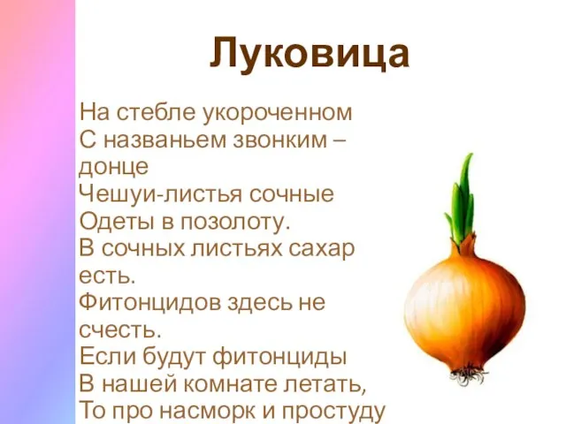 Луковица На стебле укороченном С названьем звонким – донце Чешуи-листья сочные