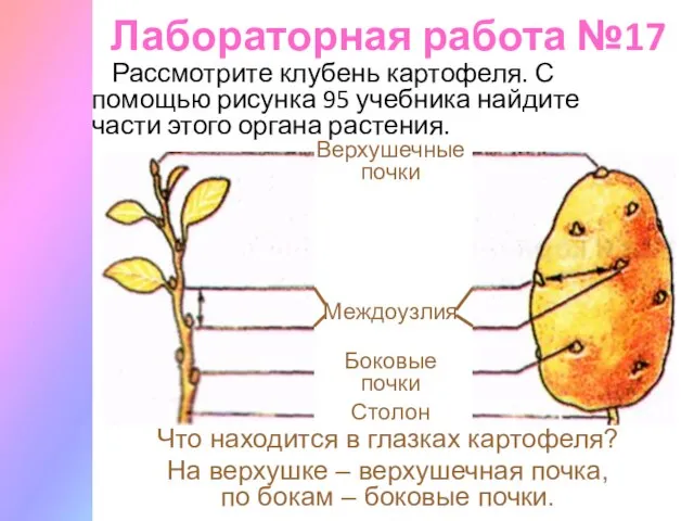 Лабораторная работа №17 Рассмотрите клубень картофеля. С помощью рисунка 95 учебника