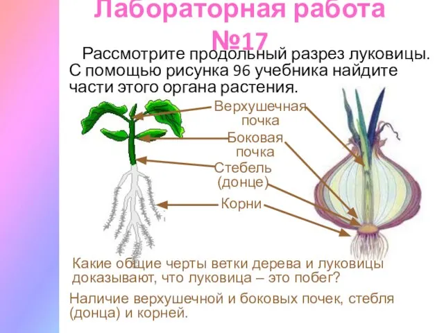 Лабораторная работа №17 Рассмотрите продольный разрез луковицы. С помощью рисунка 96