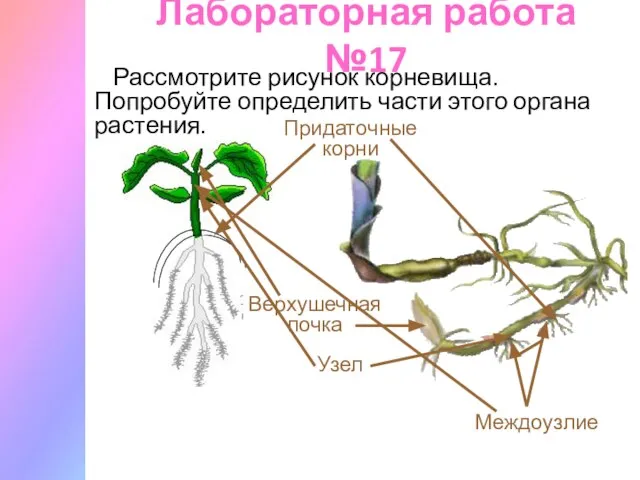 Лабораторная работа №17 Рассмотрите рисунок корневища. Попробуйте определить части этого органа