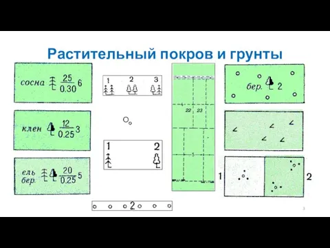 Растительный покров и грунты