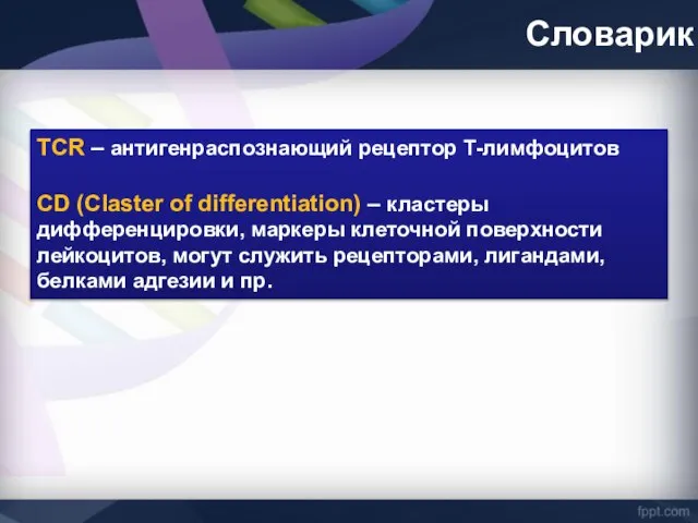 Словарик TCR – антигенраспознающий рецептор Т-лимфоцитов CD (Claster of differentiation) –