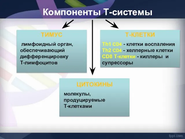 Компоненты Т-системы ТИМУС лимфоидный орган, обеспечивающий дифференцировку Т-лимфоцитов Т-КЛЕТКИ Th1 CD4