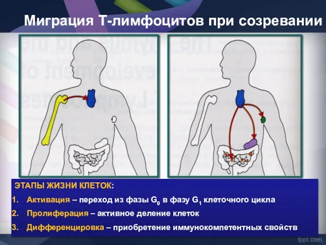 Миграция Т-лимфоцитов при созревании ЭТАПЫ ЖИЗНИ КЛЕТОК: Активация – переход из