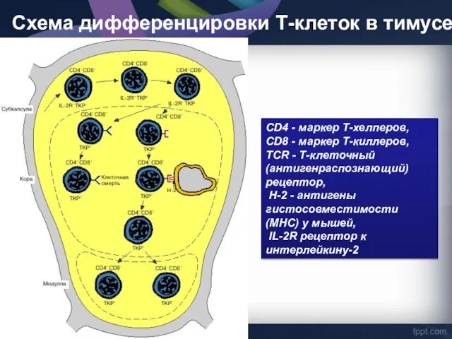 Схема дифференцировки Т-клеток в тимусе CD4 - маркер Т-хелперов, CD8 -