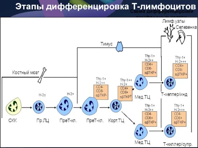 Схема дифференцировки лимфоидных клеток. Этапы дифференцировка Т-лимфоцитов