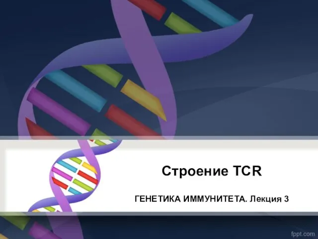 Строение TCR ГЕНЕТИКА ИММУНИТЕТА. Лекция 3