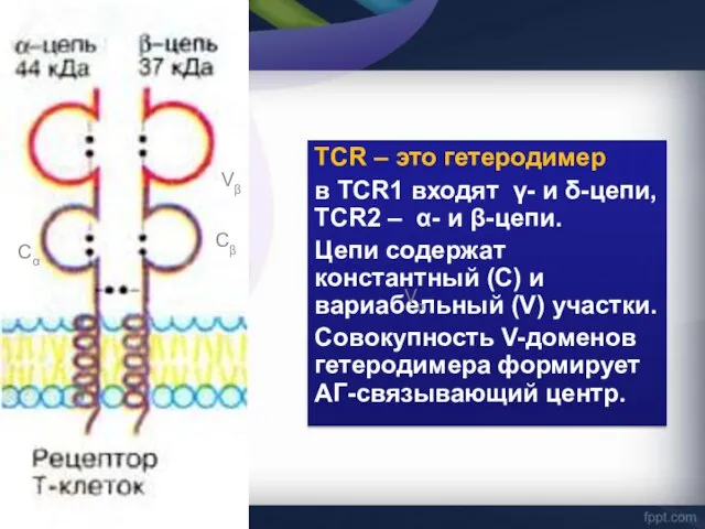 TCR – это гетеродимер в TCR1 входят γ- и δ-цепи, TCR2