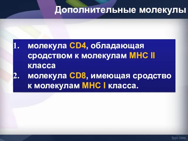 Дополнительные молекулы молекула CD4, обладающая сродством к молекулам МНС II класса