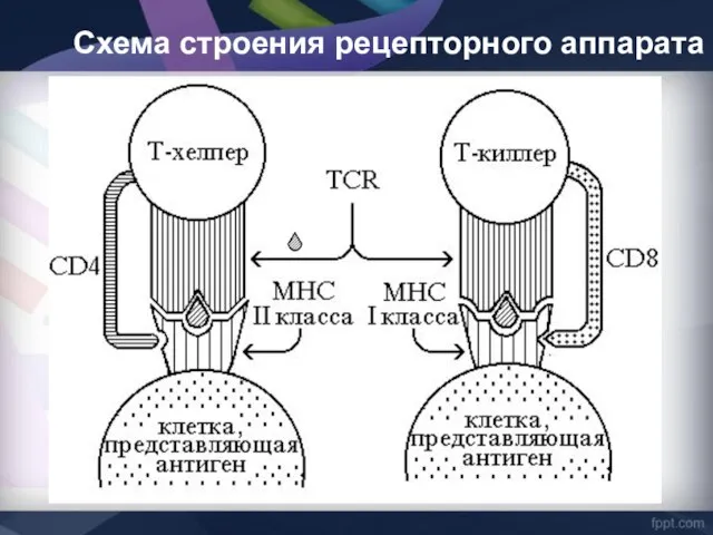 Схема строения рецепторного аппарата