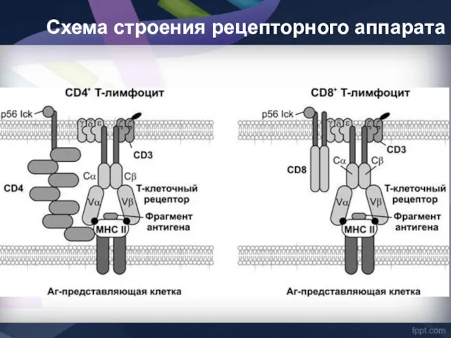 Схема строения рецепторного аппарата