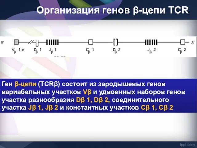 Ген β-цепи (TCRβ) состоит из зародышевых генов вариабельных участков Vβ и