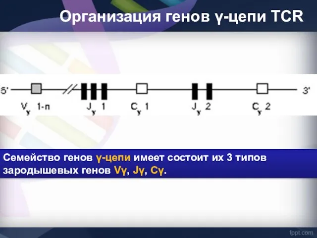 Семейство генов γ-цепи имеет состоит их 3 типов зародышевых генов Vγ,