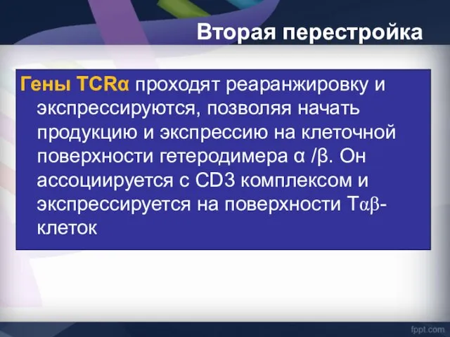 Гены TCRα проходят реаранжировку и экспрессируются, позволяя начать продукцию и экспрессию