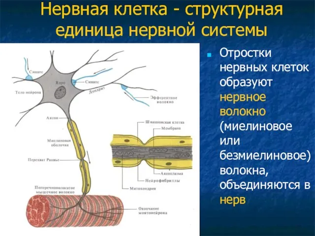 Нервная клетка - структурная единица нервной системы Отростки нервных клеток образуют