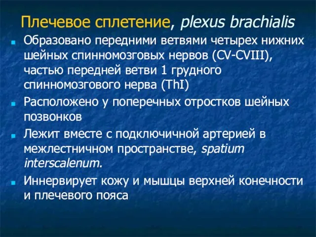 Плечевое сплетение, plexus brachialis Образовано передними ветвями четырех нижних шейных спинномозговых