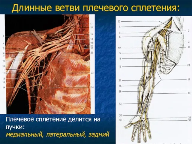 Длинные ветви плечевого сплетения: Плечевое сплетение делится на пучки: медиальный, латеральный, задний