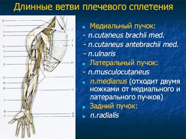 Длинные ветви плечевого сплетения Медиальный пучок: - n.cutaneus brachii med. -